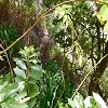 Plants: image 55 Of 208 Thumb